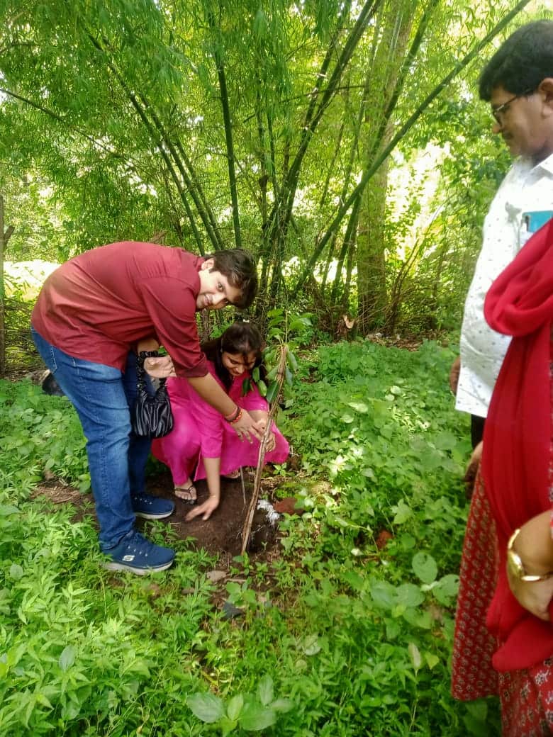 Tree Plantation 3